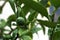 Green unripe meyer lemon on branch after rain.