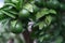 Green unripe orange fruit on tree branch