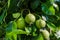 Green unripe pear on a branch