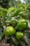 Green unripe pepper on the bush in the Garden during Sunny day