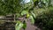 Green unripe  plums with raindrops hanging on the branch of a tree.