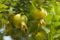 Green unripe pomegranate with drops of rain on branch
