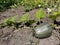 Green unripe pumpkin with leaves that weave along the ground. The background is blurred