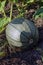 Green unripe pumpkin with leaves that weave along the ground. The background is blurred