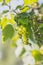 Green unripe red currant close-up view