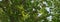 Green unripe Tamarind hanging on tree