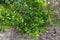 Green unripe tangerines on a tree outside a stone wall in a southern country