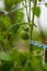 Green unripe tomato bulb growing on a potted vine, close up shot, shallow depth of field, no people