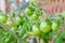 Green unripe tomato fruits of Red Alert variety