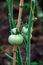 Green unripe tomatoes on a branch in a greenhouse, natural homemade wholesome vegetables