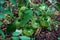 Green unripe tomatoes on a branch in a greenhouse, natural homemade wholesome vegetables