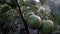 green unripe tomatoes in the garden late at night