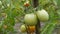 Green unripe tomatoes grow on a bush in garden