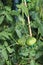 Green unripe tomatoes grow on a bush in the garden. 3-month-old tomato bushes ripen in July in Poland