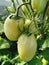 Green unripe tomatos