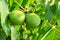 Green unripe walnuts on a tree branch. Tree with green walnuts i