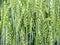 Green unripe wheat ears close-up.