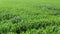 Green unripe wheat palnts in field, handheld shot