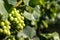 Green, unripe, young wine grapes in vineyard in Czech Republic  South Moravia Region . Summer morning in the vineyard. Wine