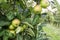 Green unriped Idared apples on a tree