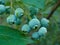 Green unripening Blueberries on the Bush. Healthy food and antioxidant, blueberry berries unripening on plant in summer close up