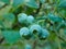 Green unripening Blueberries on the Bush. Healthy food and antioxidant, blueberry berries unripening on plant in summer close up
