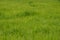 Green untrimmed grass field.