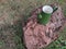 Green USSR coffee pot on a large red stone lying on green grass