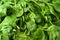 Green valerian leaf salad background