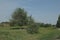 Green valley with a big leafy tree with two trunks one of which is bent to the ground