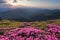 Green valley high on the mountains in summer day is spangled with many nice pink rhododendrons. The sunset with rays.