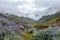 Green valley with purple lupin blooming in the mist, Choquequirao trek between Yanama and Totora, Peru