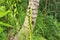 Green vanilla plant climbing on tree trunk