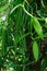 Green vanilla plants at garden