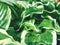 Green variegated Hostas. Hosta plant is Perennial flower