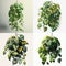 Green variegated leave hanging vine plant bush of devils ivy or golden pothos Epipremnum aureum