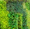 Green various creeper fern and lush plant on wall.