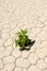 Green vegetable growing on cracked desert ground