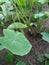 Green Vegetable Leaves of Dasheen, Eddo, Colocasia esculenta or Taro Root Plant