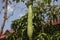 Green vegetable on plantation, summer garden photo. Sunny tropical garden with hanging withe.