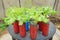 Green vegetable plants for salads use plastic bottles and the hydroponic method