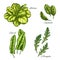 Green vegetable and salad leaf sketch set