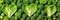 green vegetables background. Heart shape by vegetables. Green vegetables and leafy food background of fresh garden produce,