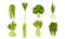 Green Vegetables with Cabbage and Celery Vector Set