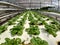 Green vegetables grow neatly arranged in a closed garden