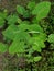 Green vegetables leaves in the garden