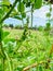 Green vegetables are leaving pollen to grow in nature