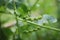 Green vegetables are leaving pollen to grow in nature.