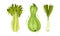 Green vegetables set. Celery, zucchini, green onion organic vegetarian food vector illustration