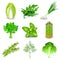 Green vegetables and spices icons vector set